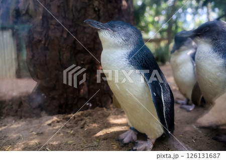 The Fairy penguin or blue penguin is so cute and local animal in phillip island,Australia 126131687