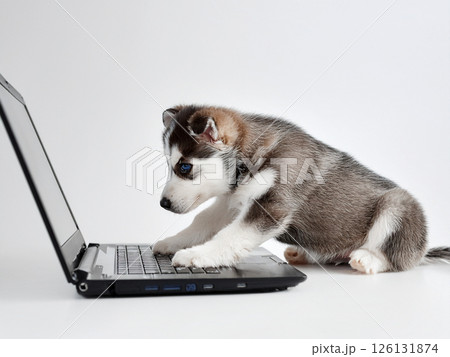 パソコンを操作するハスキーの子犬 126131874