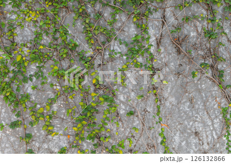 Ivy plants are creeping up on gray concrete wall Ivy plants are creeping up on gray concrete wall 126132866