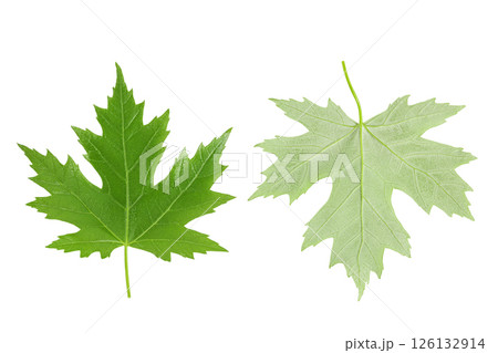 Silver maple leaf isolated on a white background. Top view. Flat lay 126132914