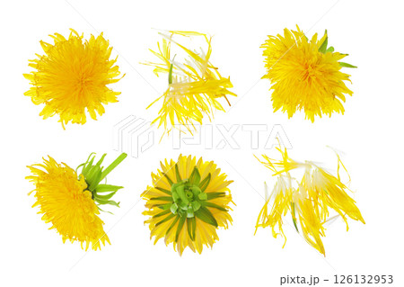 dandelion flower isolated on white background. Top view. Flat lay 126132953
