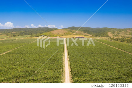 aerial panoramic view of endless rows of green vineyard plantation. Lush grapevines Stretching Far and Wide on Georgian lands. Road with cypress trees and a winery on nature valley. Europe, Georgia. 126133335