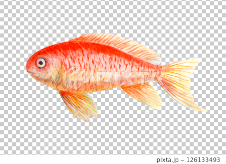 Watercolor illustration of a goldfish with orange and yellow scales, hand painted in a realistic style. Suitable for designs related to water, fish, summer, nature or childhood themes. 126133493