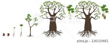 Growth cycle of a baobab tree on a white background. 126133661