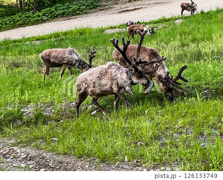 Group of male reindeer with shedding fur grazing on a green summer field near a forest trail. Velvet-covered antlers and patchy coats - seasonal molting process in the wild Group of male reindeer with shedding fur grazing on a green summer field near a forest trail. Velvet-covered antlers and patchy coats - seasonal molting process in the wild 126133749