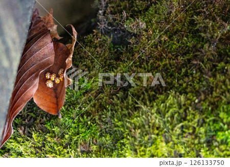 Cluster of yellow orange ladybugs Halyzia sedecimguttata sheltering in a curled dry leaf on mossy forest ground, copy space 126133750