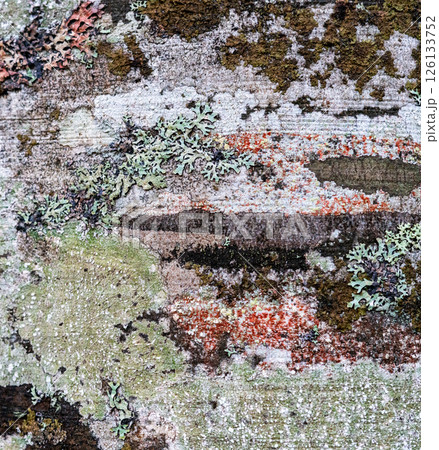 Close-up view of various lichen types foliose and crustose on tree trunk, showing natural symbiosis in temperate woodland, natural botanical background 126133752