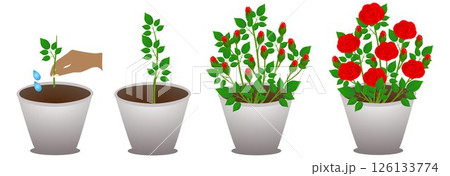 Growth cycle of a potted rose on a white background. 126133774