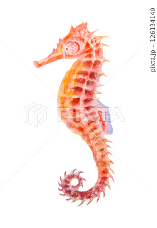 Watercolor illustration of a colorful seahorse with intricate texture. Looks like a magical sea creature, fantasy animal, toy, or marine charm. Could symbolize luck and imagination. 126134149