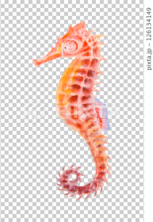 Watercolor illustration of a colorful seahorse with intricate texture. Looks like a magical sea creature, fantasy animal, toy, or marine charm. Could symbolize luck and imagination. 126134149