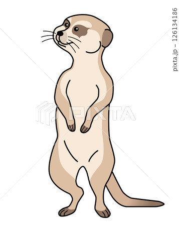 ミーアキャット ミーアキャット 126134186