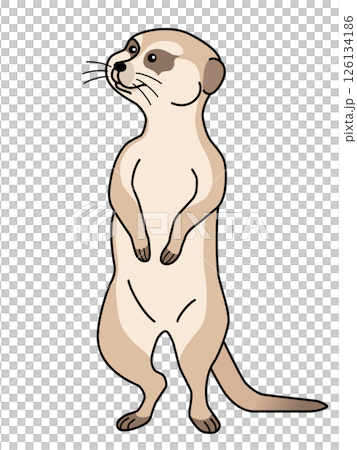 ミーアキャット ミーアキャット 126134186