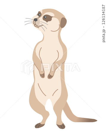 ミーアキャット ミーアキャット 126134187