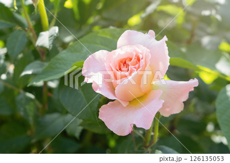 pink rose flower close up 126135053