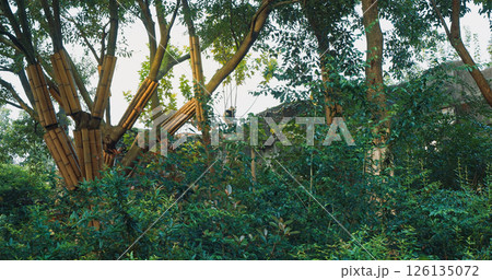 Giant Panda Sleep At Tree Top. Bear Or Simply, Is Bear Species Endemic To China. Panda Diplomacy. Travel To China. National Symbol Of China, Personifying Sincerity, Friendliness, Tolerance And 126135072