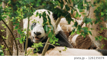 Giant Pandas Play. Bear Or Simply, Is Bear Species Endemic To China. Panda Diplomacy. Travel To China. National Symbol Of China, Personifying Sincerity, Friendliness, Tolerance And Kindness. Discover 126135074