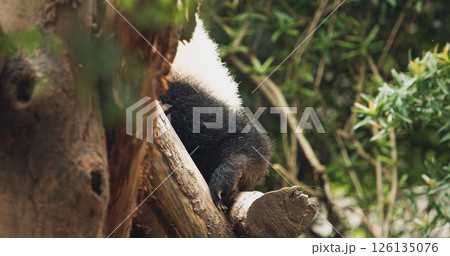 Giant Panda Climbs Tree. Cute Panda Face Close-up View. Bear Or Simply, Is Bear Species Endemic To China. Panda Diplomacy. National Symbol Of China, Personifying Sincerity, Friendliness, Tolerance And 126135076