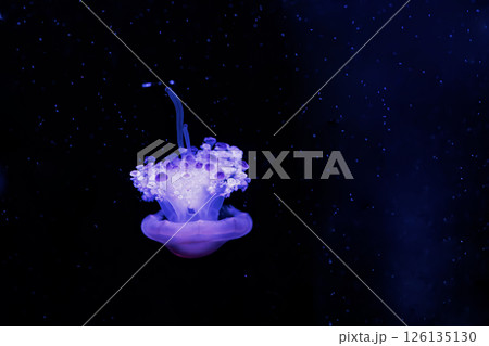 underwater photography jellyfish Cotylorhiza tuberculata, Mediterranean jellyfish 126135130