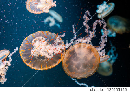 underwater photography jellyfish Chrysaora fuscescens, Pacific sea nettle, West Coast sea nettle underwater photography jellyfish Chrysaora fuscescens, Pacific sea nettle, West Coast sea nettle 126135136