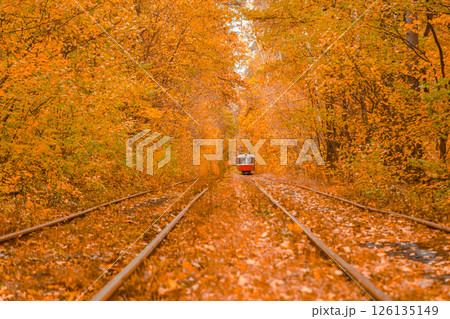 Autumn forest through which the tram travels, Kyiv and rails 126135149