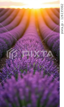 Vibrant lavender field at sunset showcasing natural beauty Vibrant lavender field at sunset showcasing natural beauty 126135982
