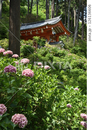 三室戸寺　白い縁取りのアジサイと山門(京都府宇治市) 126136606