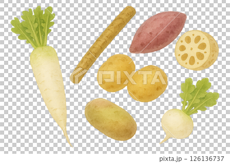 水彩風 根菜セットのイラスト 126136737