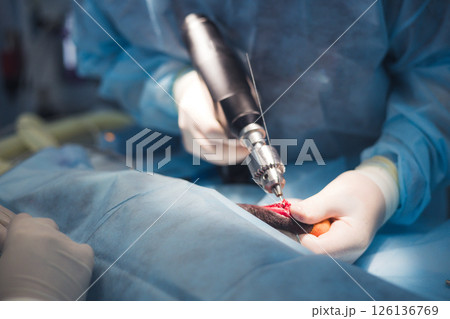 Veterinarian wearing surgical gloves and gown using a specialized drill during a delicate bone surgery on an animal's leg, highlighting precision and care in veterinary medicine. Veterinarian wearing surgical gloves and gown using a specialized drill during a delicate bone surgery on an animal's leg, highlighting precision and care in veterinary medicine. 126136769