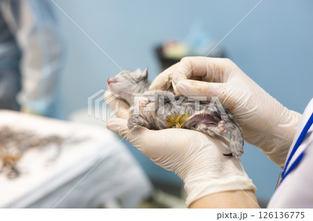 A veterinarian wearing gloves carefully examines a newborn kitten during a checkup at a veterinary clinic, ensuring its health and well-being. The veterinarian carefully holds the newborn kitten. A veterinarian wearing gloves carefully examines a newborn kitten during a checkup at a veterinary clinic, ensuring its health and well-being. The veterinarian carefully holds the newborn kitten. 126136775