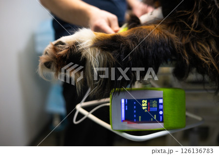 Measuring blood pressure in a dog. A veterinarian measures the blood pressure of a Bernese Mountain Dog using a digital monitor at a veterinary clinic, ensuring the well-being of the beloved pet. 126136783