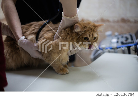 A veterinarian carefully examines a frightened, sick cat. Two veterinarians carefully examine a ginger cat with a stethoscope on a table in a veterinary clinic, ensuring his health and well-being. A veterinarian carefully examines a frightened, sick cat. Two veterinarians carefully examine a ginger cat with a stethoscope on a table in a veterinary clinic, ensuring his health and well-being. 126136784