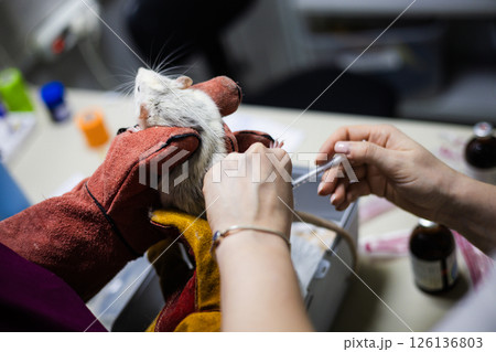 A veterinarian wearing protective gloves holds a laboratory rat and injects it with a syringe during a scientific experiment at a veterinary clinic. The doctor injects a laboratory rat with a drug. A veterinarian wearing protective gloves holds a laboratory rat and injects it with a syringe during a scientific experiment at a veterinary clinic. The doctor injects a laboratory rat with a drug. 126136803