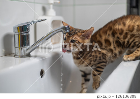 A cute kitten happily laps up tap water. An adorable Bengal kitten stands on the edge of a bathroom sink and sticks out his tongue to catch a stream of fresh water flowing from the tap. A cute kitten happily laps up tap water. An adorable Bengal kitten stands on the edge of a bathroom sink and sticks out his tongue to catch a stream of fresh water flowing from the tap. 126136809