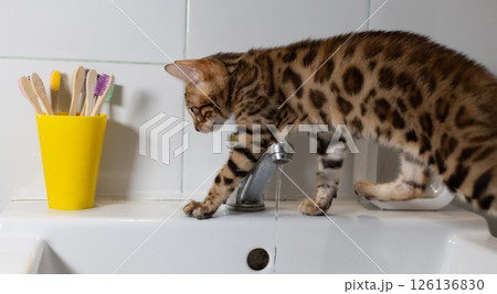 Adorable bengal kitten stepping carefully on a bathroom sink, playfully interacting with running water near a bright yellow toothbrush holder, showcasing its curiosity and playful spirit. Adorable bengal kitten stepping carefully on a bathroom sink, playfully interacting with running water near a bright yellow toothbrush holder, showcasing its curiosity and playful spirit. 126136830