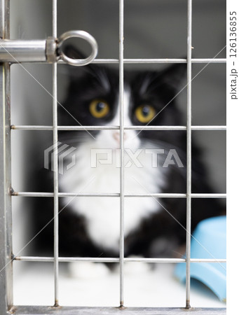 Cute cat in a cage at a veterinary hospital undergoing treatment. The cat sits in a cage at a veterinary clinic, waiting for an examination or treatment, symbolizing pet care, animal health. Cute cat in a cage at a veterinary hospital undergoing treatment. The cat sits in a cage at a veterinary clinic, waiting for an examination or treatment, symbolizing pet care, animal health. 126136855