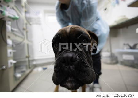 Veterinarian examining a boxer dog in a veterinary clinic, providing essential medical care and ensuring the animal's overall health and well-being during the checkup. Veterinarian examining a boxer dog in a veterinary clinic, providing essential medical care and ensuring the animal's overall health and well-being during the checkup. 126136857