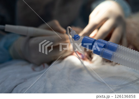 Veterinarian utilizing specialized dental tools during a surgical procedure on an anesthetized animal, focusing on ensuring optimal oral health and delivering exceptional care. Veterinarian utilizing specialized dental tools during a surgical procedure on an anesthetized animal, focusing on ensuring optimal oral health and delivering exceptional care. 126136858
