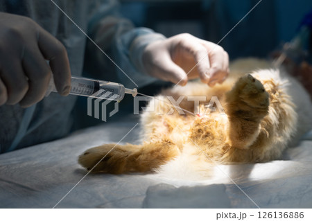 The veterinarian in surgical gloves carefully rinses the urethra of the cat from the syringe, prepares the animal for operations to remove stones from the urethra in a brightly lit veterinary clinic. The veterinarian in surgical gloves carefully rinses the urethra of the cat from the syringe, prepares the animal for operations to remove stones from the urethra in a brightly lit veterinary clinic. 126136886