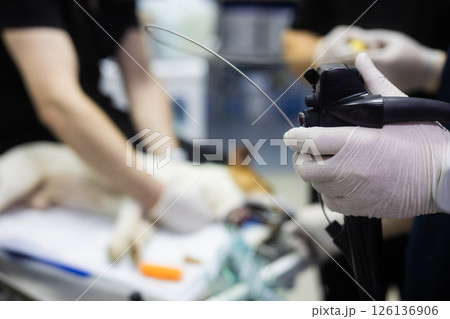 Veterinarian holding endoscope, preparing for minimally invasive surgery on a sedated dog in a modern veterinary clinic, focusing on advanced medical technology and animal care. Veterinarian holding endoscope, preparing for minimally invasive surgery on a sedated dog in a modern veterinary clinic, focusing on advanced medical technology and animal care. 126136906