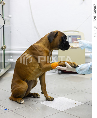 A dog trustingly gives its injured paw to a veterinarian A veterinarian wearing gloves examines and bandages the injured paw of a boxer dog, providing assistance and treatment in a veterinary clinic. A dog trustingly gives its injured paw to a veterinarian A veterinarian wearing gloves examines and bandages the injured paw of a boxer dog, providing assistance and treatment in a veterinary clinic. 126136907