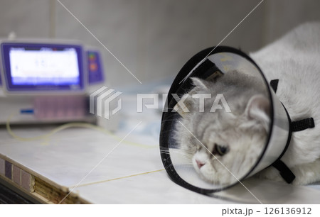 A gray Persian cat wearing a protective cone collar lies on a table next to a medical device in a veterinary clinic, recovering from surgery. A cat on an IV in a veterinary clinic. A gray Persian cat wearing a protective cone collar lies on a table next to a medical device in a veterinary clinic, recovering from surgery. A cat on an IV in a veterinary clinic. 126136912