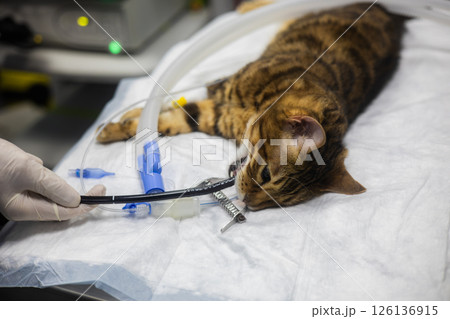 The veterinarian conducts gastroscopy at the cat. The veterinarian introduces a gastroscope into the esophagus of a cat lying on a surgical table during a gastroscopy procedure. The veterinarian conducts gastroscopy at the cat. The veterinarian introduces a gastroscope into the esophagus of a cat lying on a surgical table during a gastroscopy procedure. 126136915