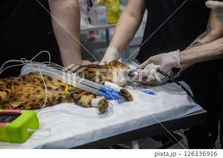 Veterinarians perform a gastroscopy procedure on an anesthetic Bengal cat lying on the operating table using specialized medical equipment. Gastroscopy in a cat. Veterinarians perform a gastroscopy procedure on an anesthetic Bengal cat lying on the operating table using specialized medical equipment. Gastroscopy in a cat. 126136916