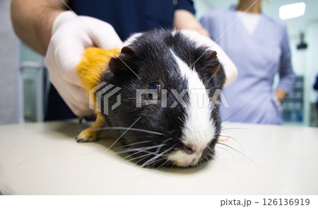Veterinarians examine a calico guinea pig lying on an examination table at a veterinary clinic, providing essential medical care to small pets. Guinea pig at a veterinarian's appointment. 126136919