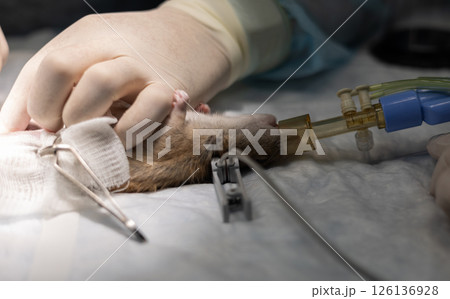 Gloved hands of a veterinarian holding a rat during a surgical procedure. Administering anesthesia through a tube. Ensuring the animal's well-being and pain management in a veterinary clinic setting. Gloved hands of a veterinarian holding a rat during a surgical procedure. Administering anesthesia through a tube. Ensuring the animal's well-being and pain management in a veterinary clinic setting. 126136928