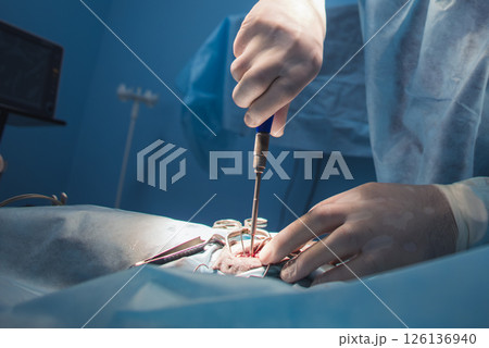 A veterinarian fixes a broken bone in an animal. A veterinarian wearing surgical gloves performs surgery on an animal lying on an operating table in an operating room using surgical instruments. 126136940