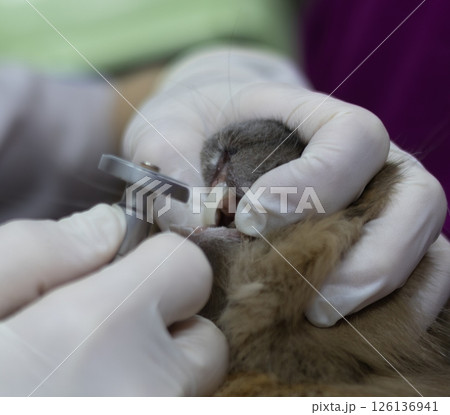 Rabbit teeth trimming at a veterinary clinic. A veterinarian wearing gloves examines a rabbit's teeth using special dental instruments, ensuring proper dental health and care for the animal. 126136941
