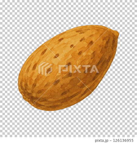 水彩風 殻付きアーモンドのイラスト 水彩風 殻付きアーモンドのイラスト 126136955