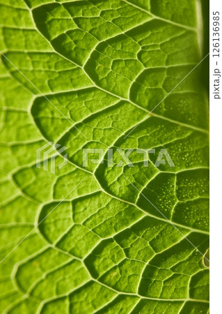 Green Leaves of Spring Green Leaves of Spring 126136985
