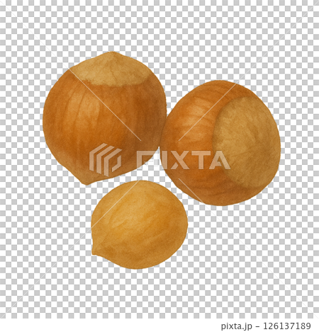 水彩榛果插圖 水彩榛果插圖 126137189